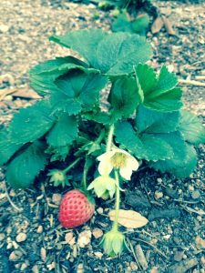 The Spring's first strawberry is in