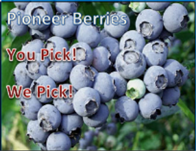Pioneer Berries